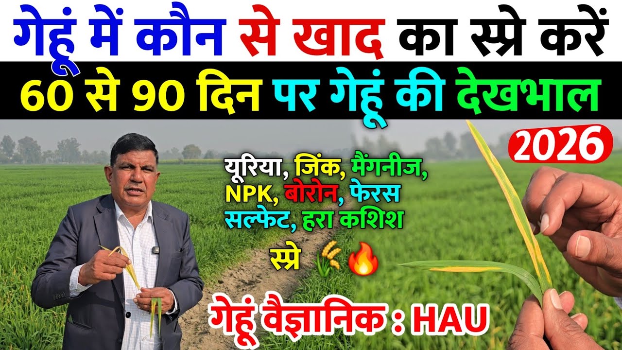गेहूं में पीलापन क्यों आता है | कौन से खाद का स्प्रे कब करें | gehu me pilapan kaise hataye 2026