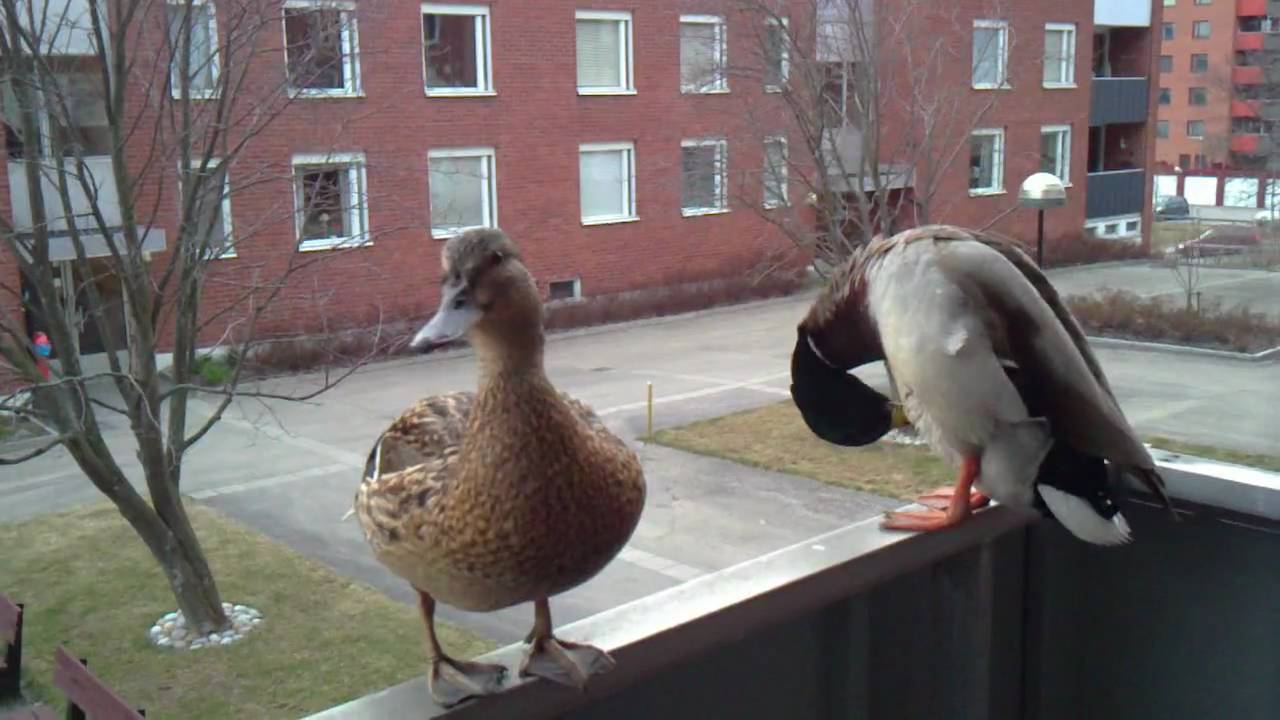 Herr & Fru Gräsand