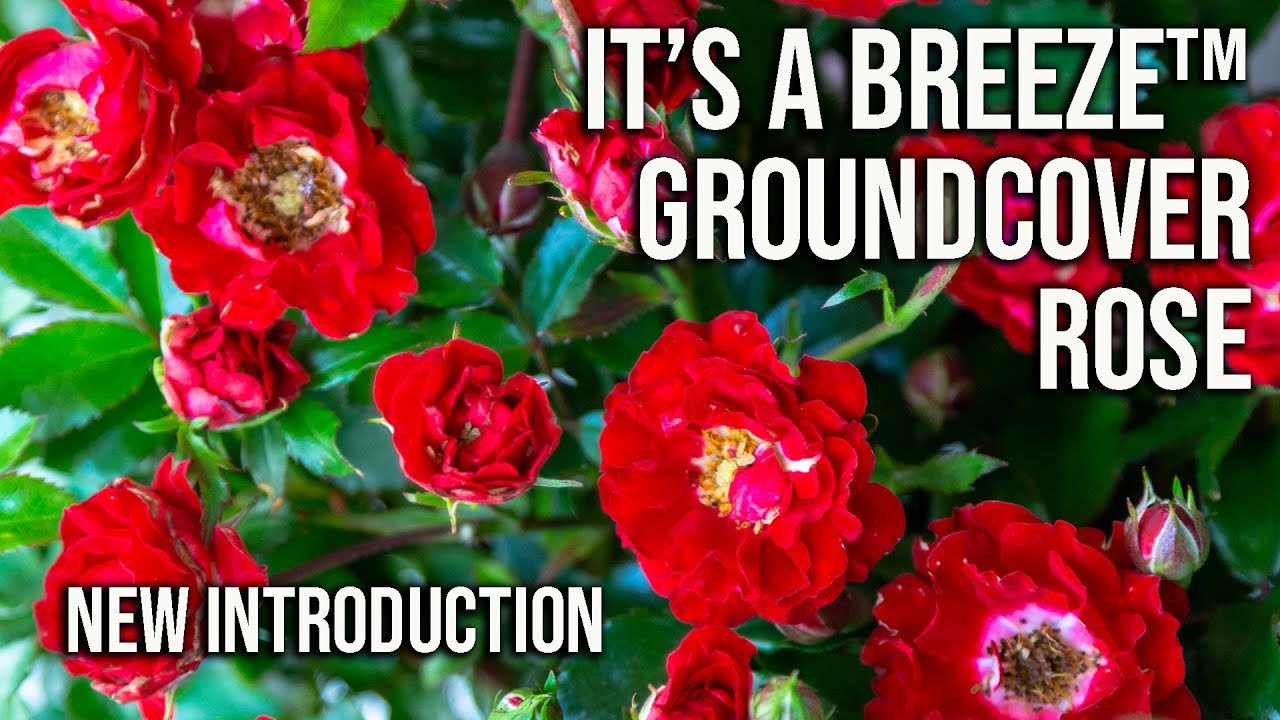 It&rsquo;s A Breeze&trade; Groundcover Rose - Repeat Red Flowers All Season