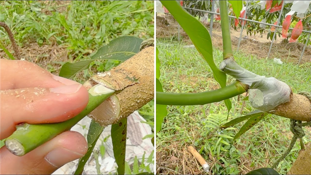 Stop Failing at Grafting – This Method Actually Works!
