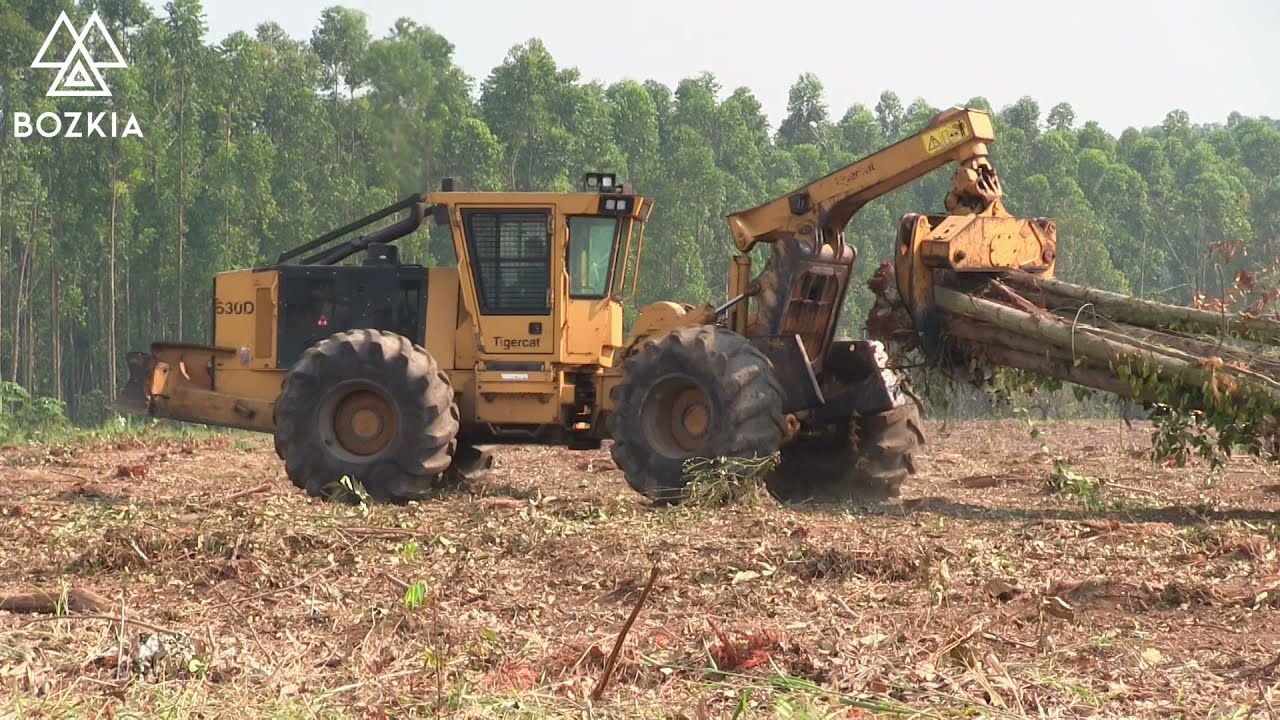 Cosecha Forestal Mecanizada en México | Mexican Timber Harvesting | Colheita Florestal no México