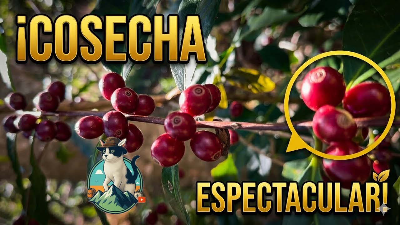 PROBAMOS sembrando CAFÉ en nuestro RANCHO y estos fueron los resultados. 