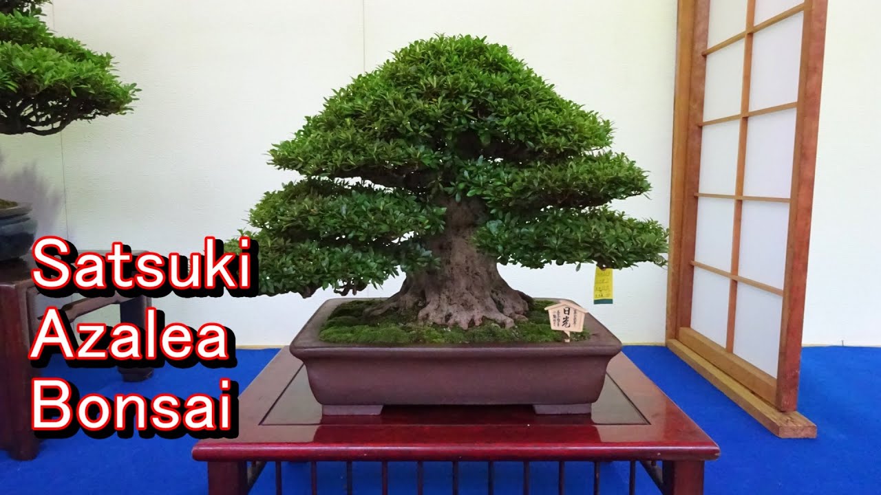 秋季さつき盆栽展  Satsuki Azalea Bonsai