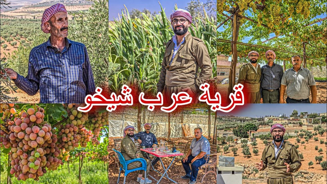 اكبر مشتل في قرية عرب شيخو أسرار الزراعة //اكتشفنا  مشتل فيه 12 ألف شتلة!