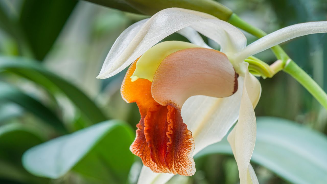 Episode 21 Coelogyne xyrekes