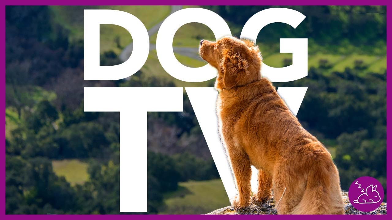 DOG TV - 15 HOURS OF THE MOST ENTERTAINING VIDEO FOR DOGS!