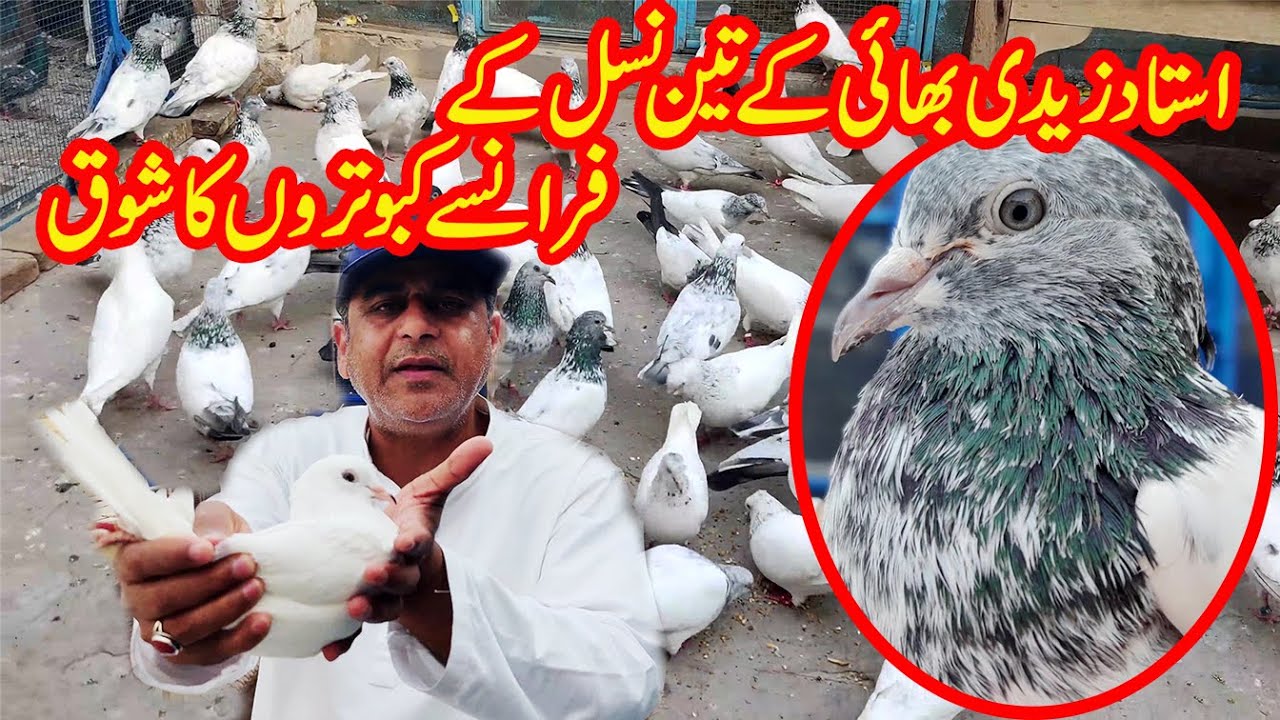 ustad zaidi k 3 nasalo ke francy kabootr||The World Biggest White Pigeon Fancy Kabootar||03004515078