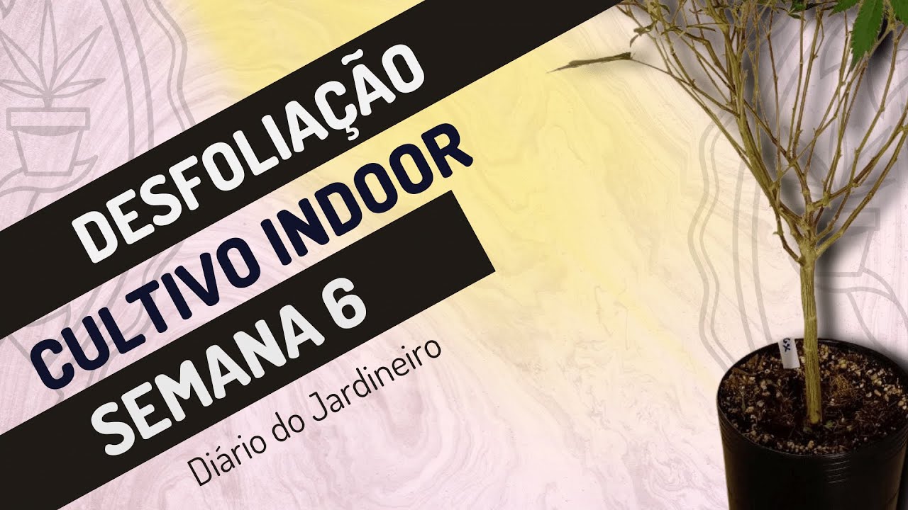 Desfolia&ccedil;&atilde;o e limpeza no Cultiv0 Indoor -  Di4rio do J4rdineiro Semana 6
