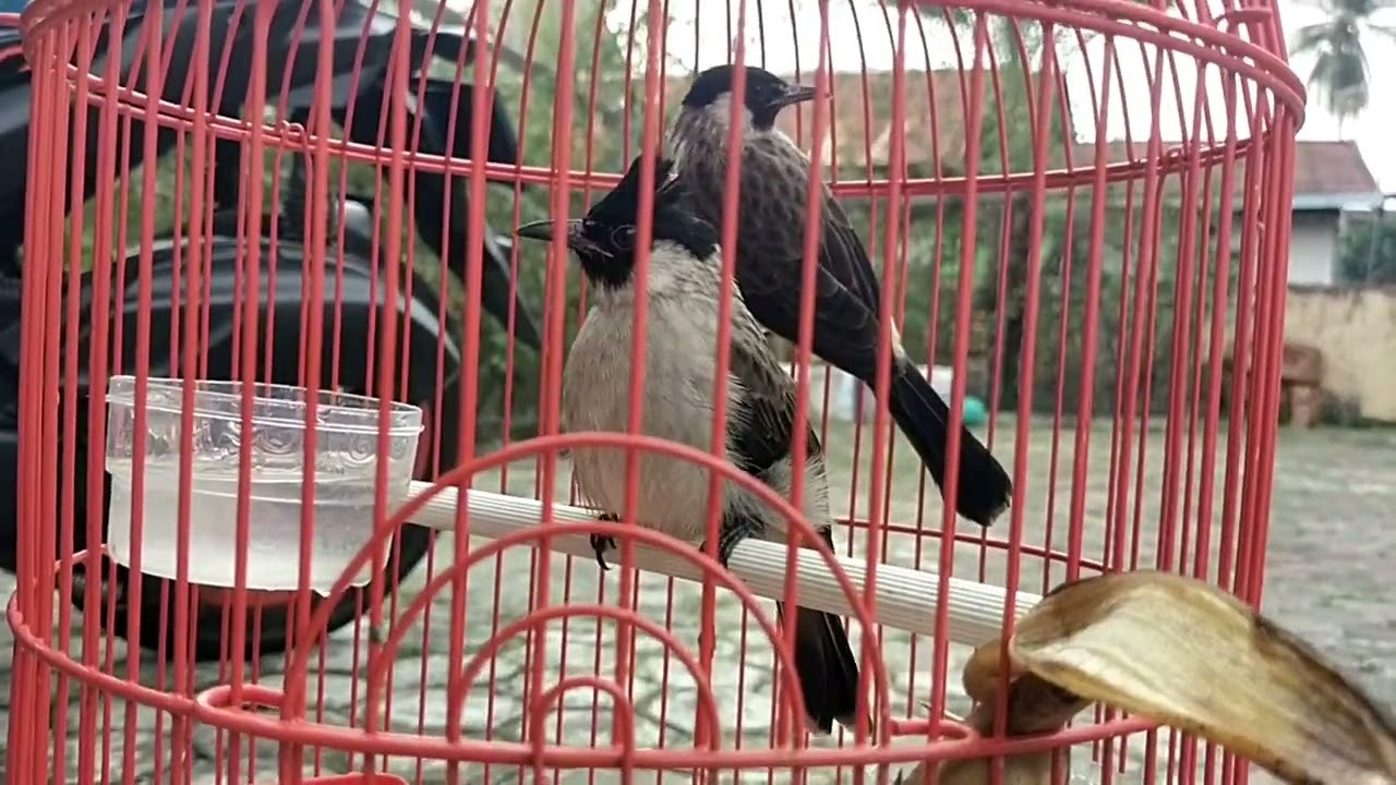 Burung kutilang jinak 