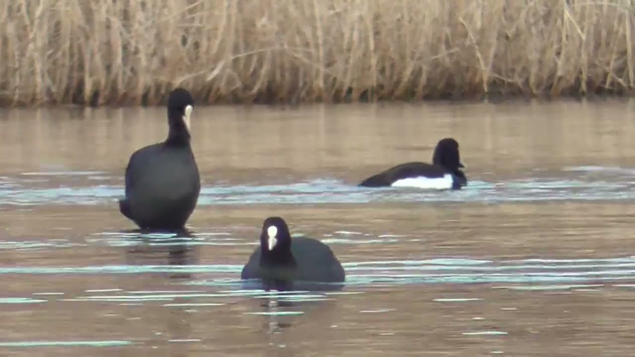 Y0211　Oita River　Oita River Coot Flock　Tufted Duck 1 Male