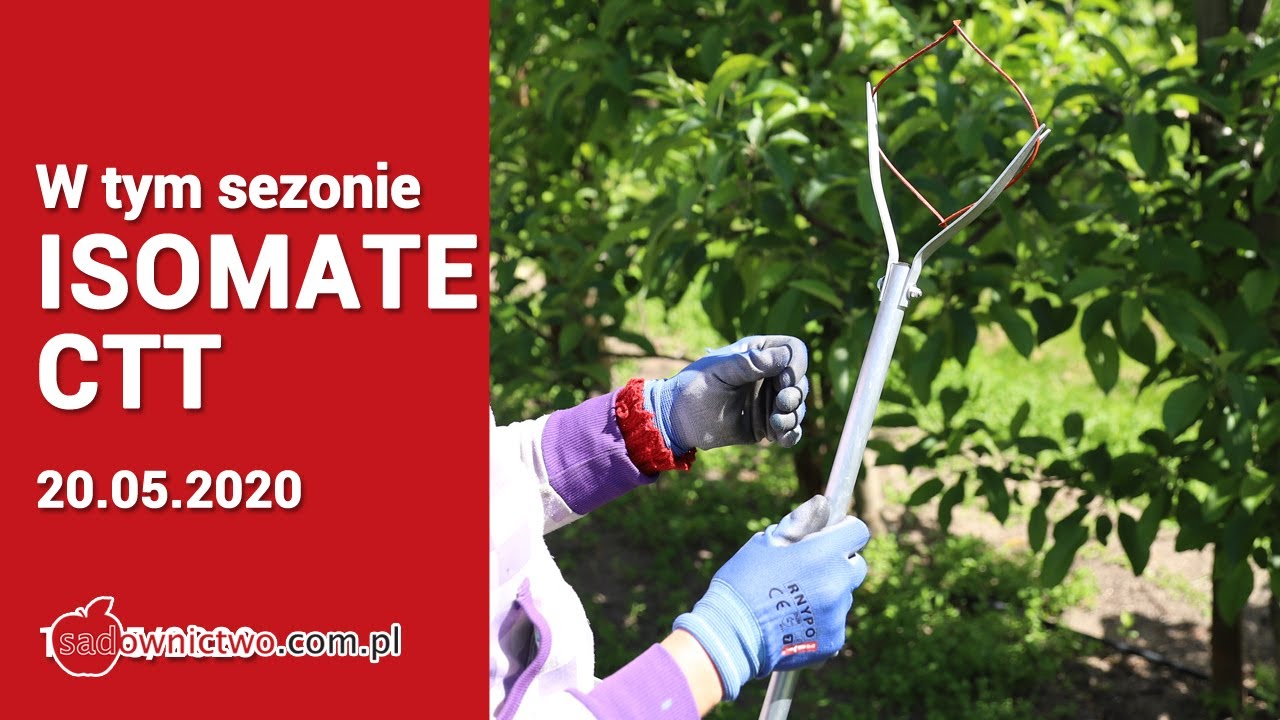 W tym sezonie ISOMATE CTT - Dlaczego tylko owoc&oacute;wka jabłk&oacute;weczka ?