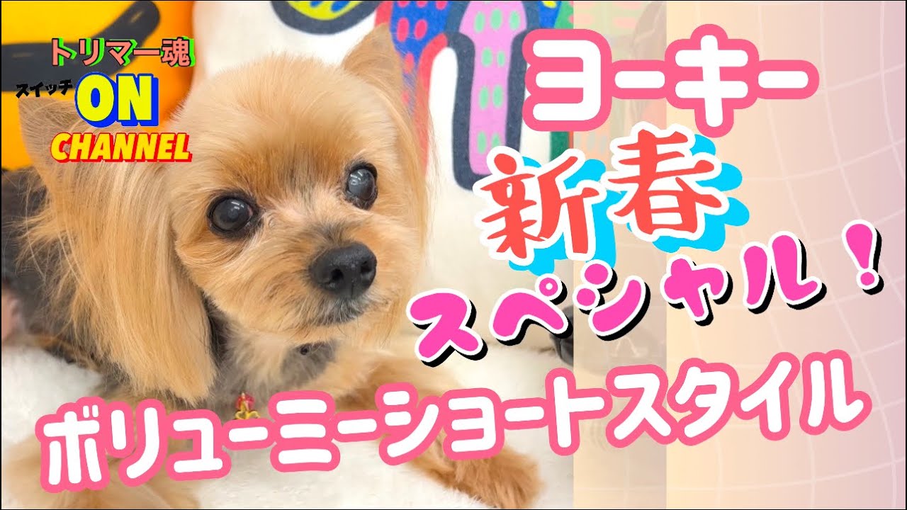 トリミング ヨーキーお顔カットのコツ!ボリューミー仕上げ !