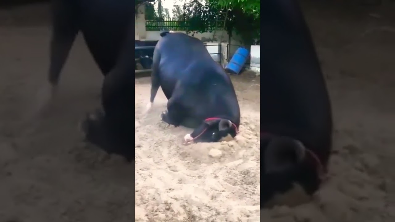 aggressive😡😡 murrah male buffalo #shorts #youtubeshorts |Y2 Dairy Farm|