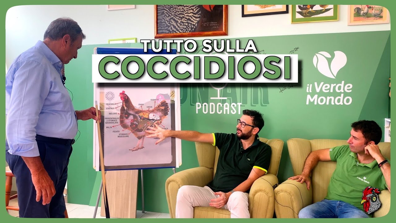 Coccidiosi negli Avicoli: Prevenzione e Cura con Chemifarma