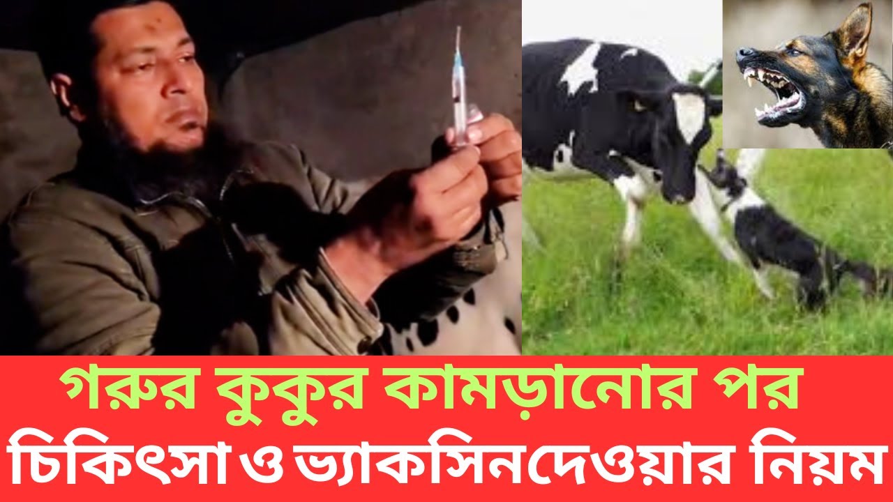 গরুর কুকুর কামড়ানোর পর চিকিৎসা ও ভ্যাকসিন দেওয়ার নিয়ম I গরুর কুকুরে কামড়ালে করণীয় কাজ I SHAHIN