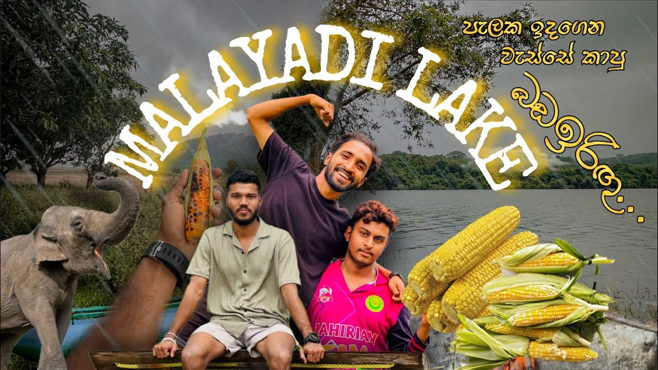 🛑 || පැලක ඉදගෙන කාලෙකින් කෑව මහා වැස්සෙම බඩඉරිඟු 🌽🌽...... ||  #srilanka #viewtravel #viralvideo  