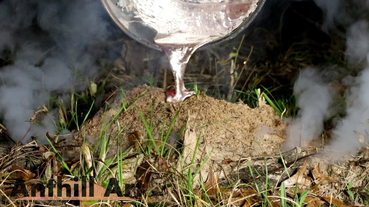 Casting an Ant Colony on a Log with Aluminum (Cast #116)