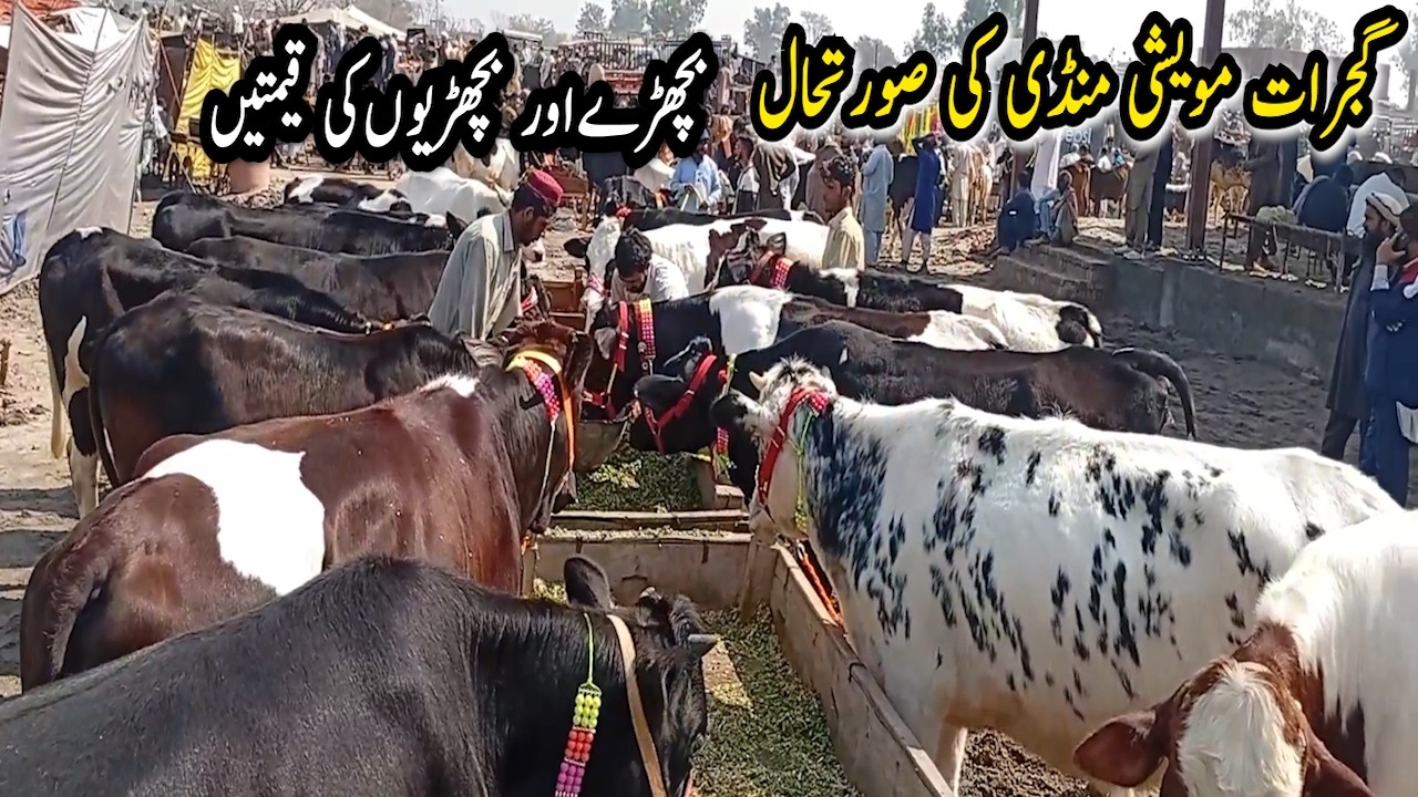 Gujrat Maweshi Mandi Visit | Qurbani Animals Price & Full Tour 2026