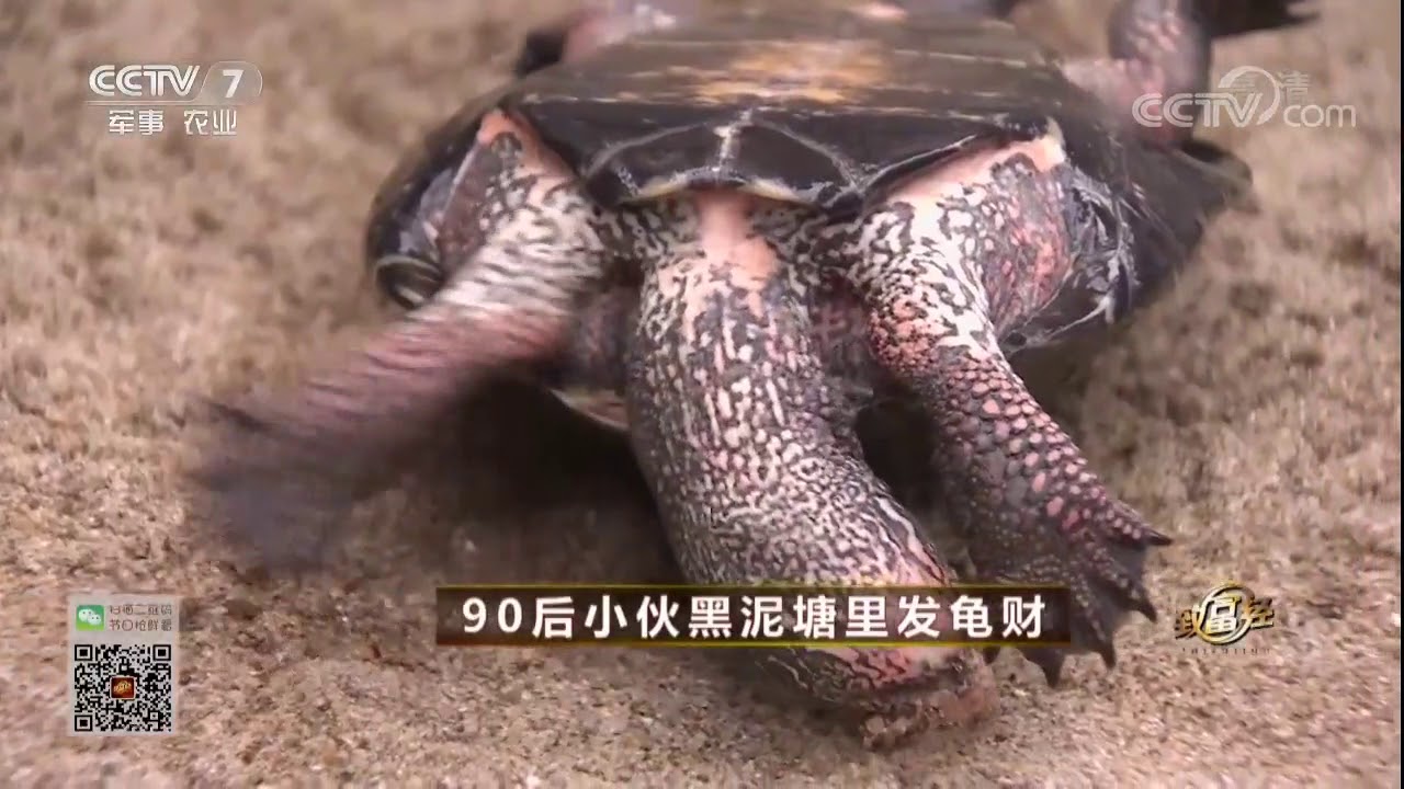 20171018 致富经  90后小伙黑泥塘里发龟财