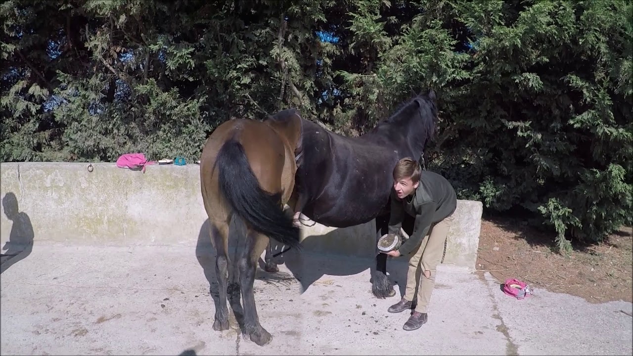 L'option équitation / hippologie en 2°GT
