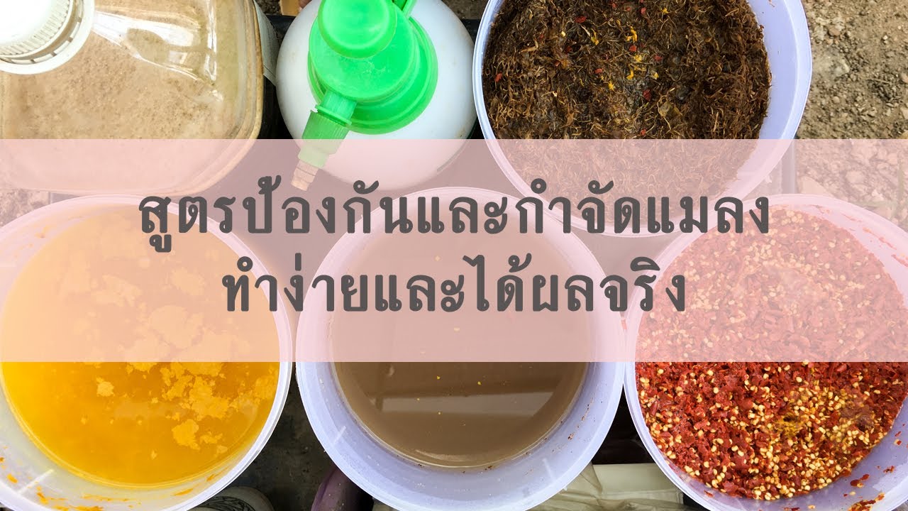 สูตรป้องกันและกำจัดแมลง ทำง่ายและได้ผลจริง / ฟาร์มสุขข้างบ้าน