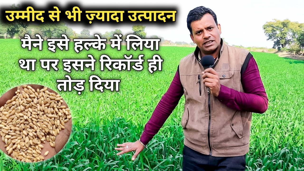 गेंहू की फ़ेमस वैरायटी राज 4037 बुआई से उत्पादन तक की पूरी जानकारी | Raj 4037 full information