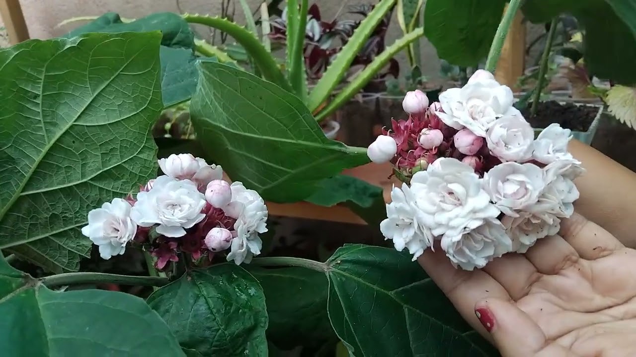 ලස්සන පින්න මල්....