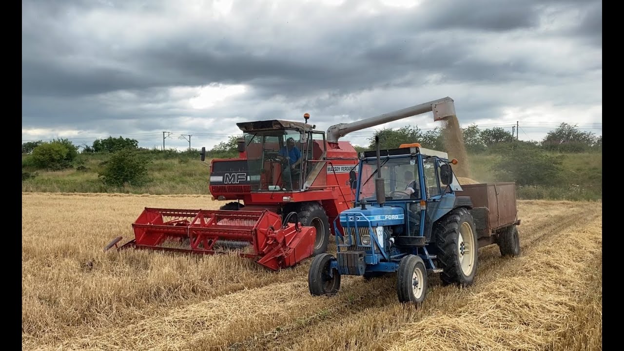 Cumbrian Harvest 2024. Could it be 1985? 40-yr-old MF 825 and Ford 4610 harvest winter barley.