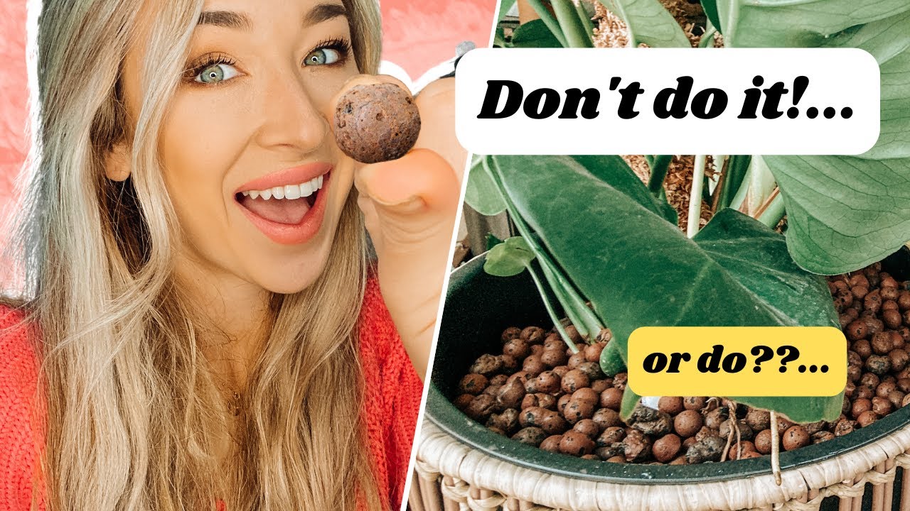 Want to Know if You Should Convert Your Houseplants to Leca?