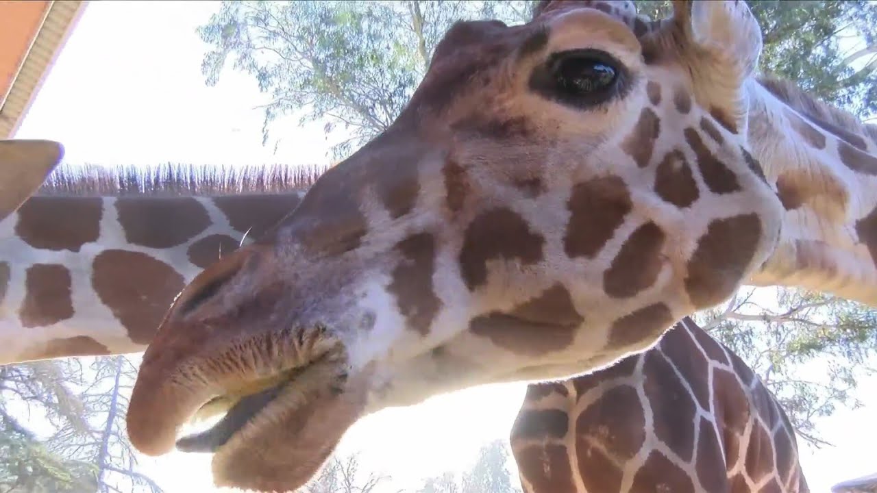 'Very proud': Fresno Chaffee Zoo celebrates 10 years of African Adventure exhibit