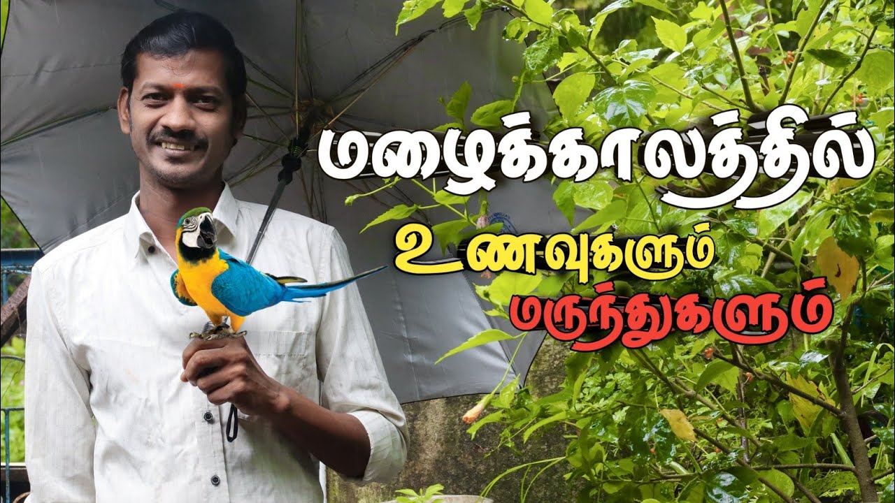 Foods & Medicines for Cocktail, African love birds in Rainy season ( தமிழ் ) @realfeathers.