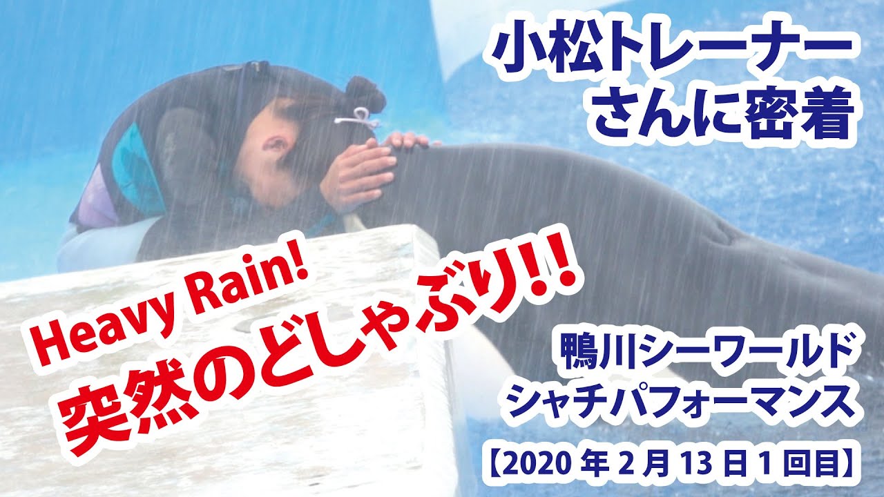 突然のどしゃぶり！　必見です！！　小松トレーナーさんに密着！【2020年2月13日1回目　鴨川シーワールド　シャチパフォーマンス】