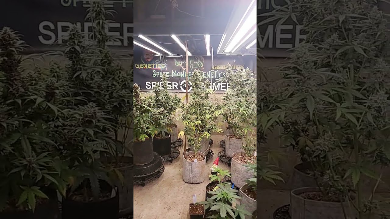 Space Monkey Genetics - Guerilla Growers