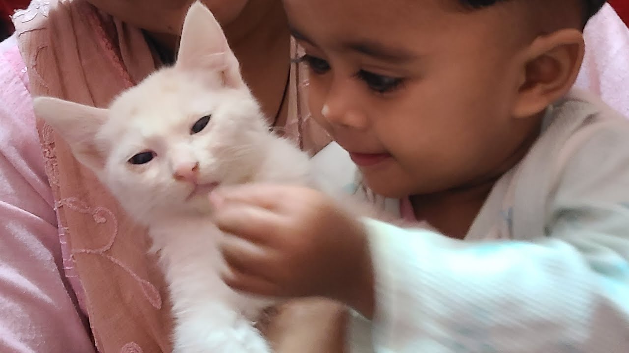 Kitten Are The CUTEST in the World 🤣 New Funny Cats 2026