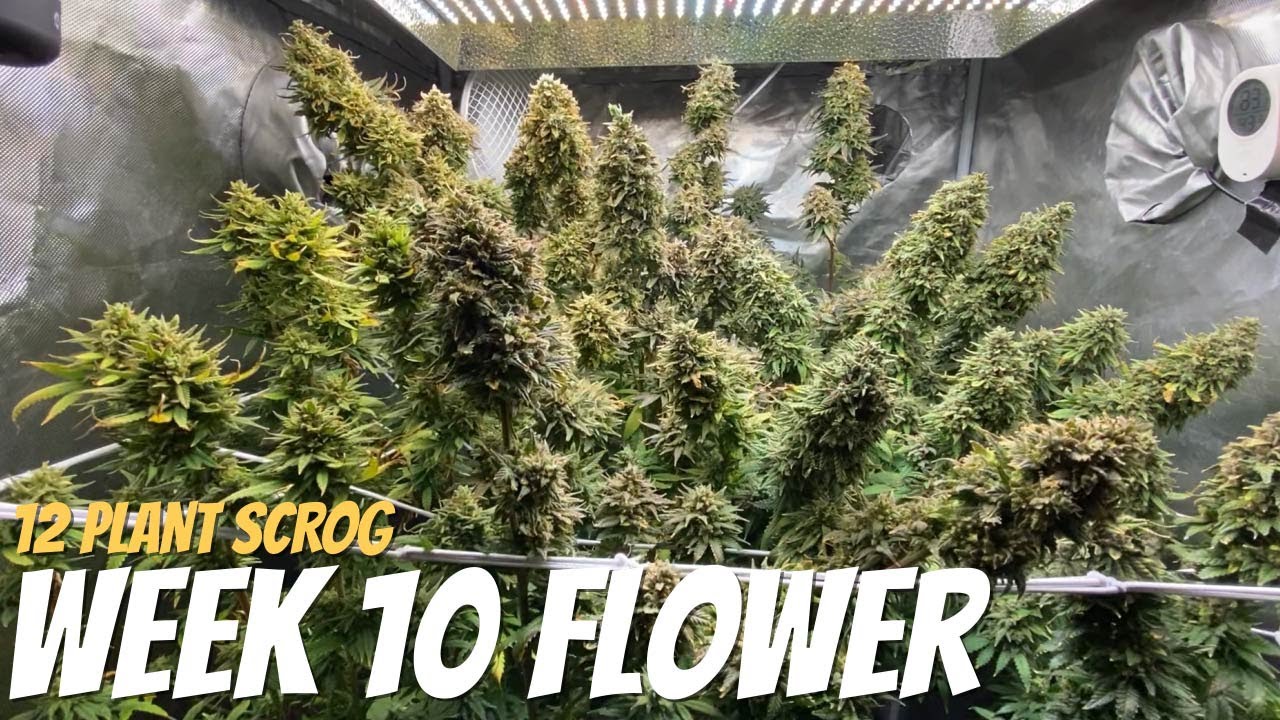 12 Plant SCROG under the Mars Hydro TS 3000 in a 3x3 (Week 10)