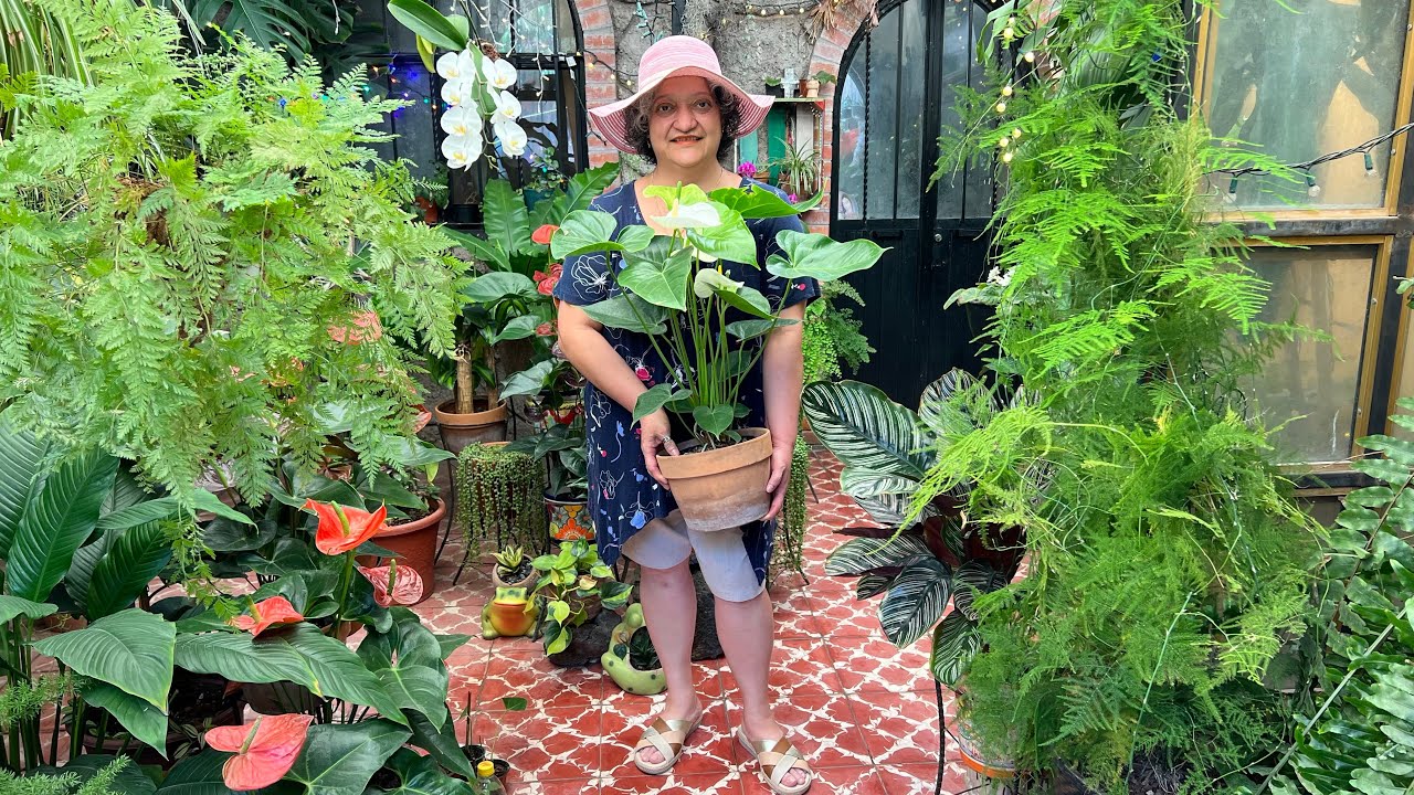 ANTURIO POR HOJA, hice la Prueba 🧐