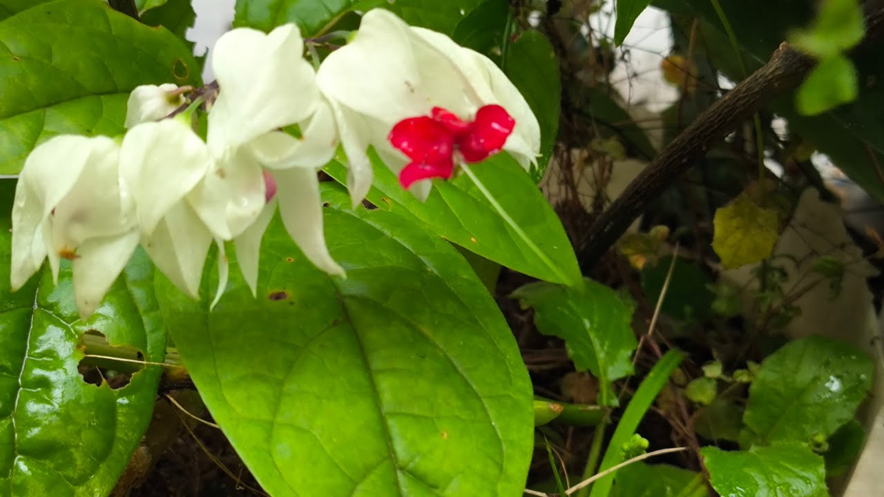 Às plantas que eu cultivo em casa 