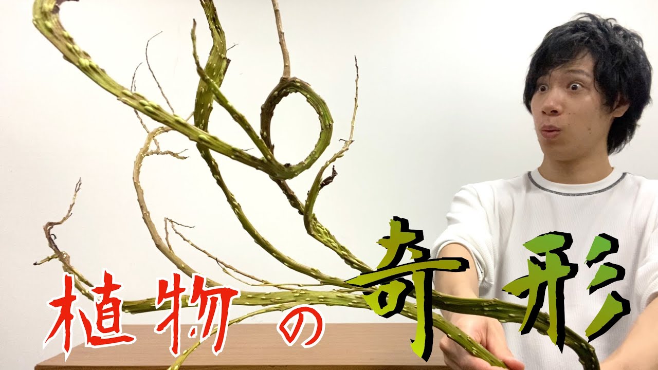 【生け花】植物の奇形「石化柳」で２作生けてみた！ポイントもご紹介！！