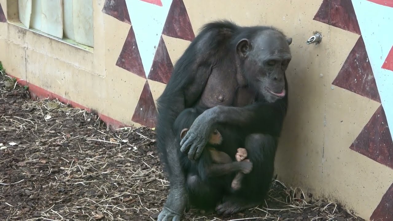 Compilation of the chimpanzees in Eindhoven Zoo part 1.