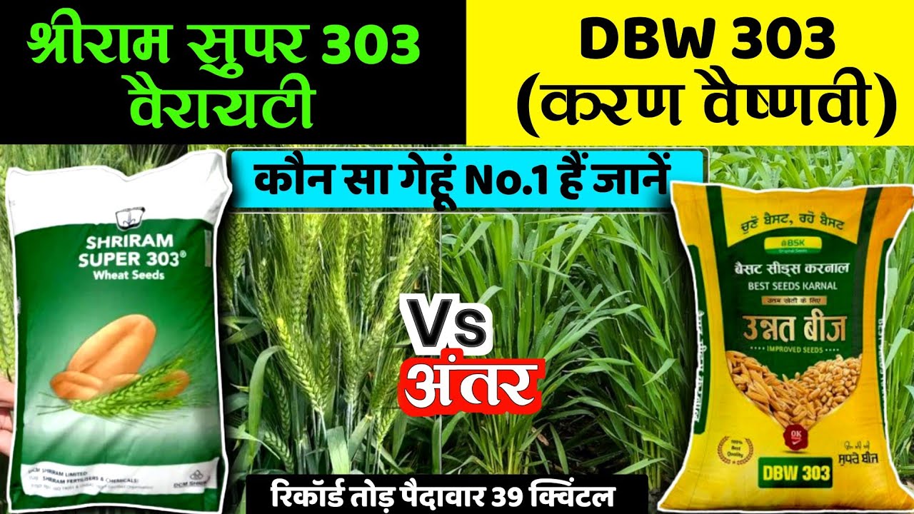 Shriram Super 303 Vs DBW 303 Karan Vaishnavi | दोनों में से कोन बेस्ट हैं | gehu ki variety
