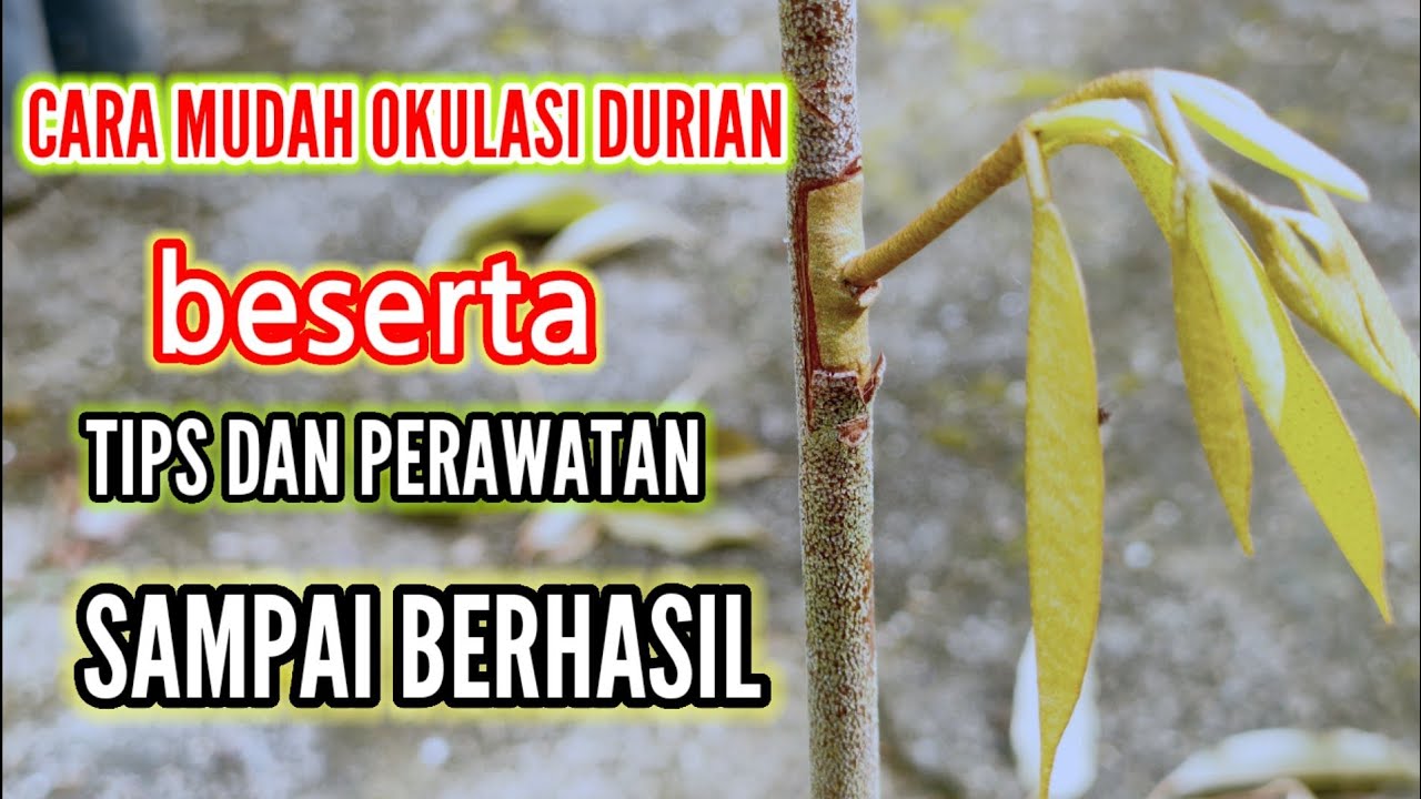 CARA MUDAH OKULASI DURIAN BESERTA TIPS DAN PERAWATANNYA SAMPAI BERHASIL