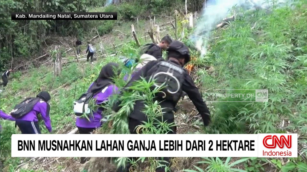 BNN Musnahkan Lahan Ganja Lebih dari 2 Hektare