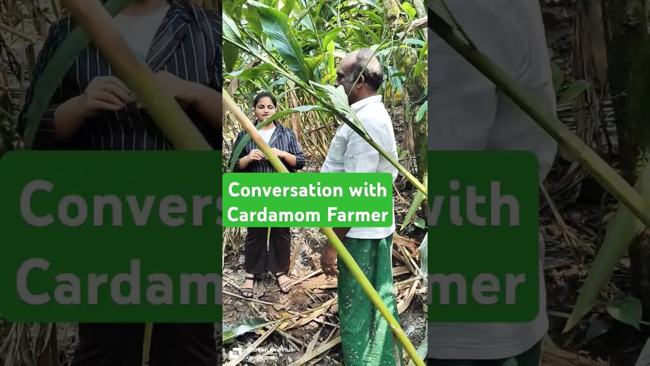 Visited our Associated Cardamom Farmers In Kerala. #exportfromindia #cardamom #kerala #export