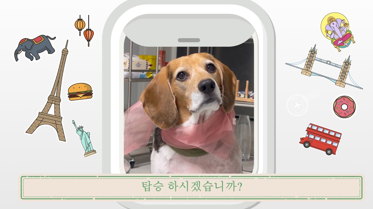 [비글] 언박싱 하는 강아지 브이로그