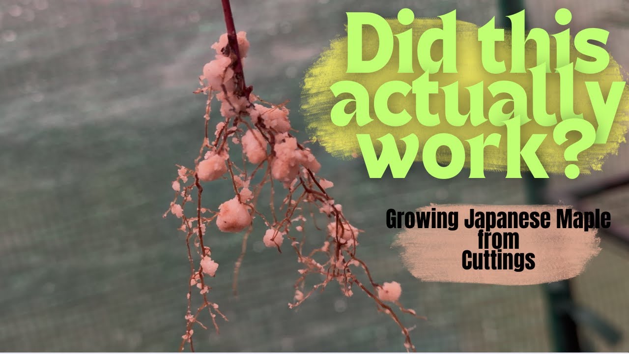 I Tried Rooting Japanese Maple Cuttings… Here’s What Finally Worked