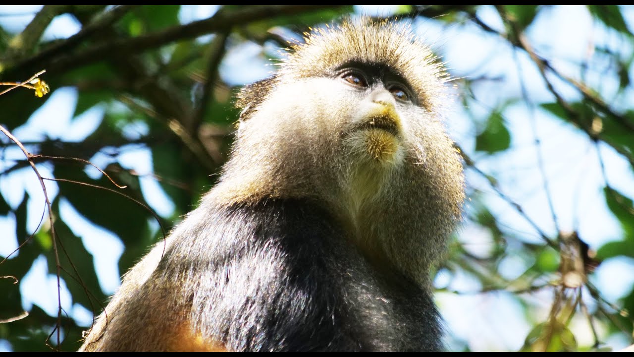 Mgahinga Gorilla National Park Golden Monkeys (4K)