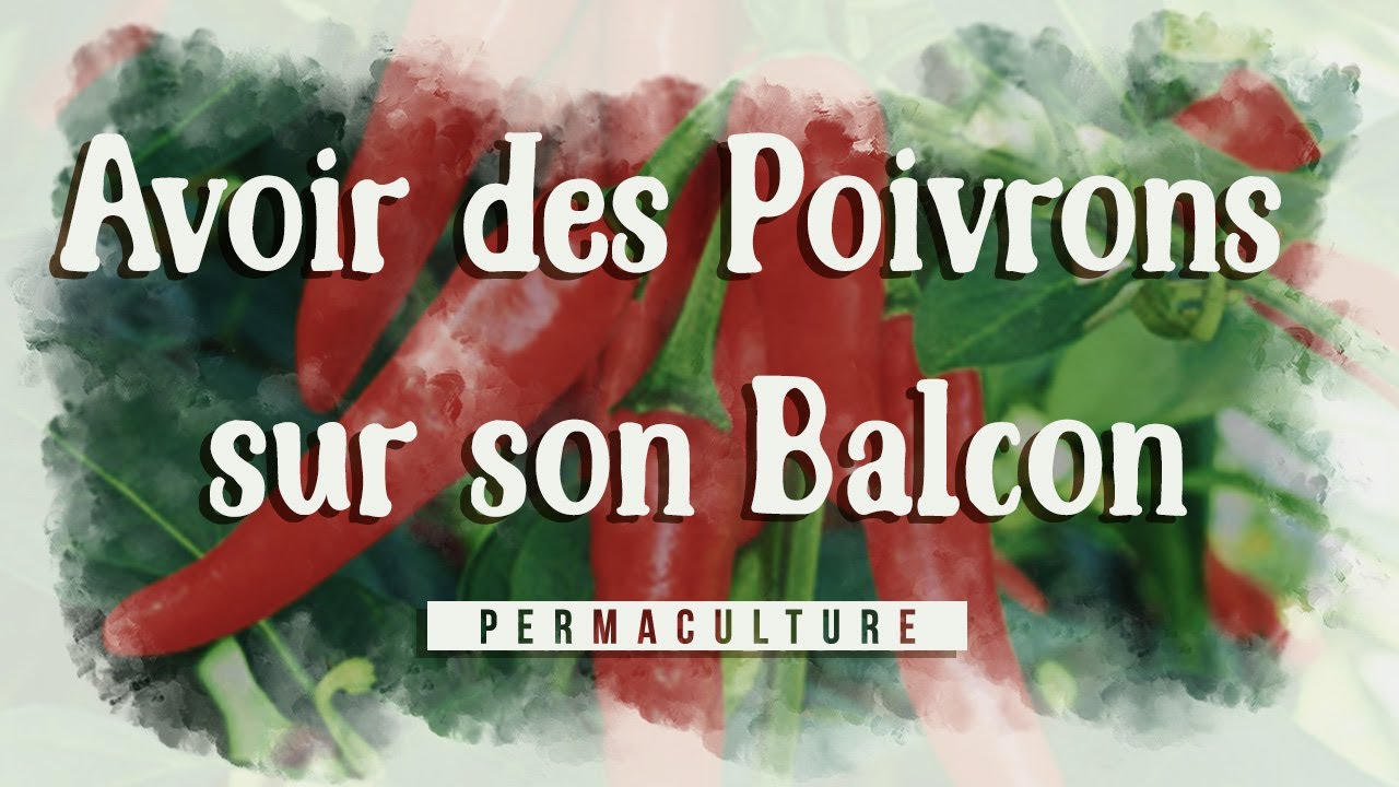 Avoir des poivrons en pot pour son balcon  : le rempotage 🌶