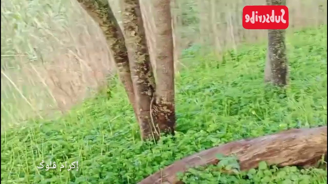 Said KapaTchi slami lik ya liradi