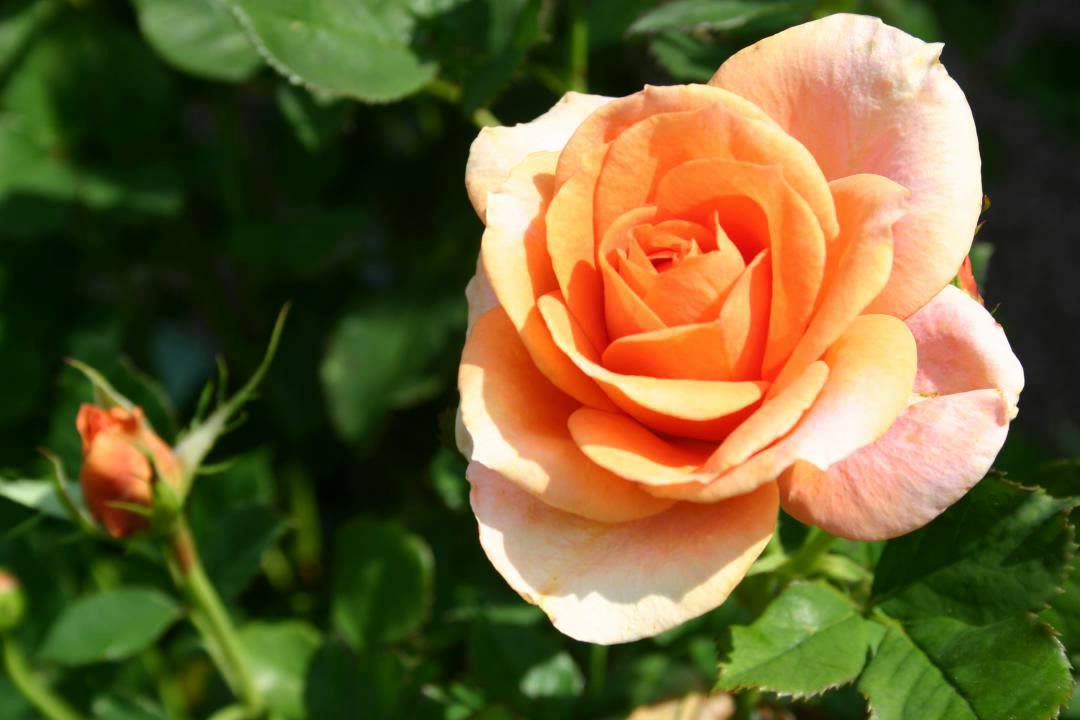 Power of love (deutsch: Denn du bist mein Leben)