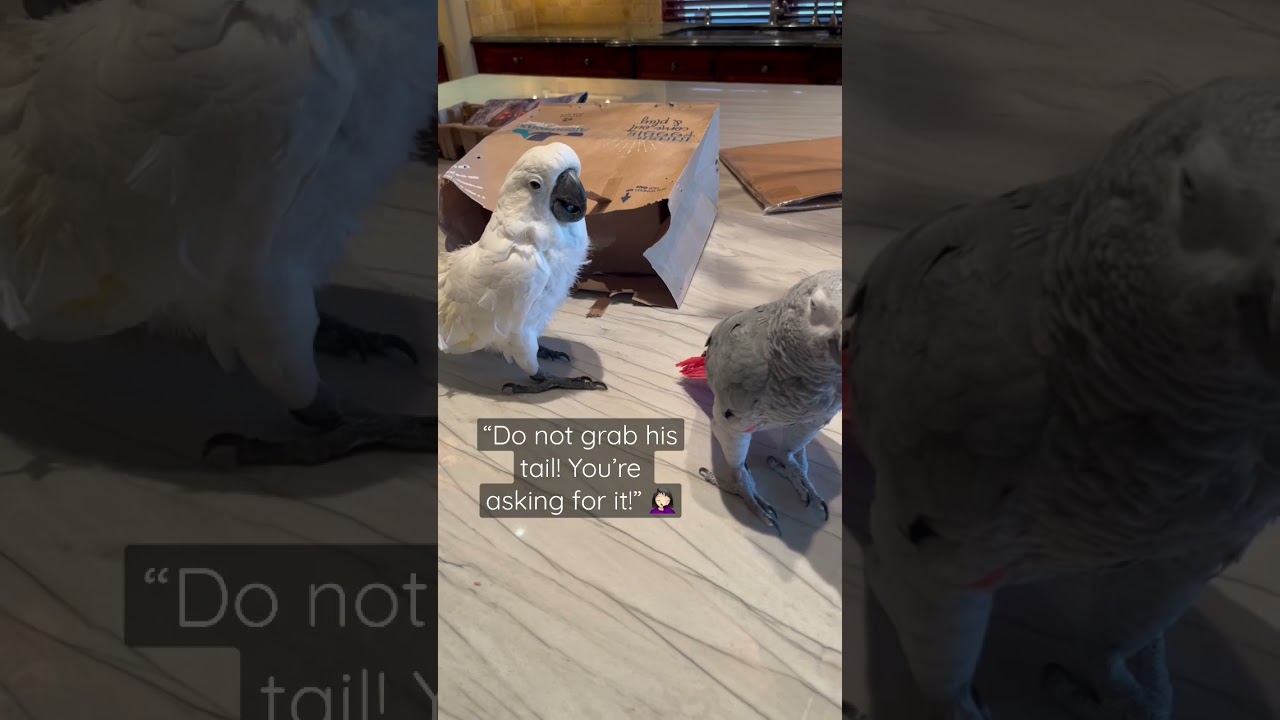 She almost chose violence 🤣 #parrot #cockatoo #funnyvideo #cute